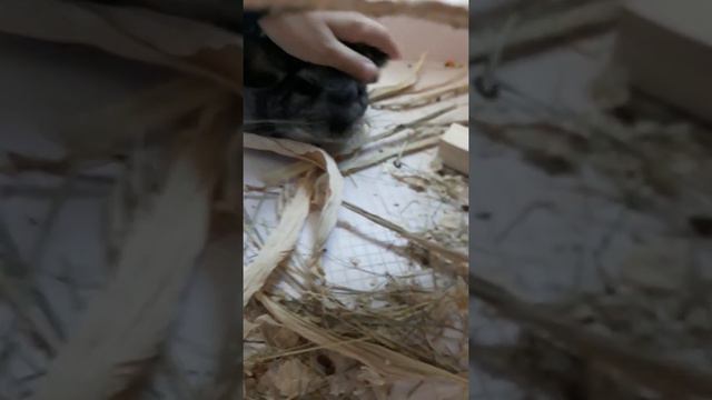 если у вас маленькая клетка что надо делать? смотреть онлайн