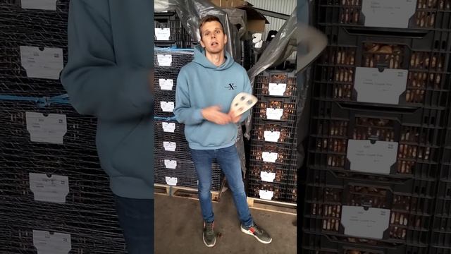 Луковицы тюльпанов. Как правильно хранить до высадки? смотреть онлайн