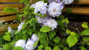 Clematis "Veronica's choice"