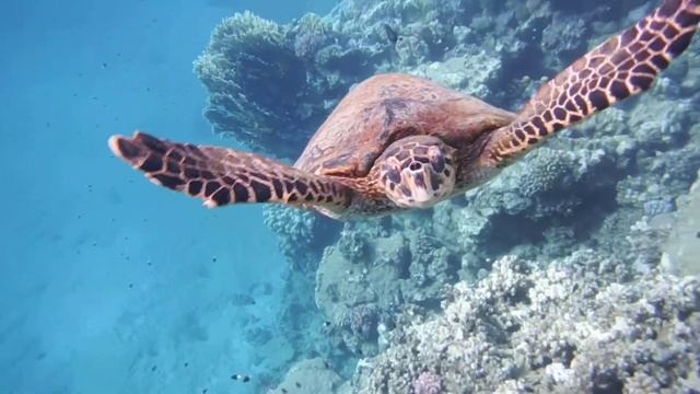 Meeresschildkröte Bissa.Морская черепаха Бисса (Eretmochelys imbricata)..DSCF9880 смотреть онлайн