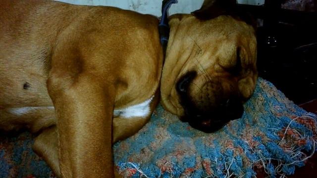 This is how a Dog snores..lol.. смотреть онлайн