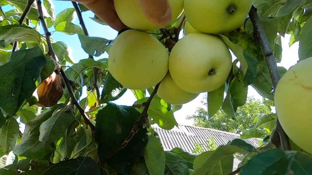 Яблоня Папировка пора убирать из сада этот очаг инфекции смотреть онлайн