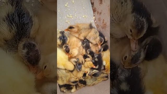 Срочно Чучахои фуруши Риябушка мургоби тел:934260576,001440576 Ватсапп смотреть онлайн