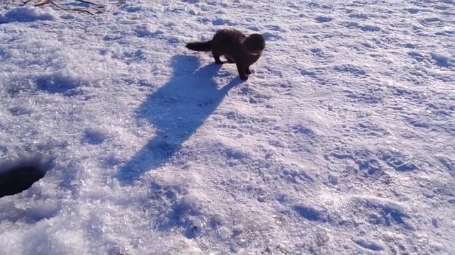 Наглая норка смотреть онлайн