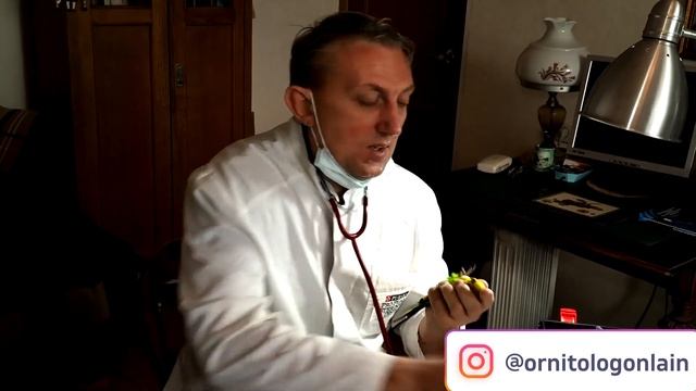 От чего может расти клюв у попугая? смотреть онлайн