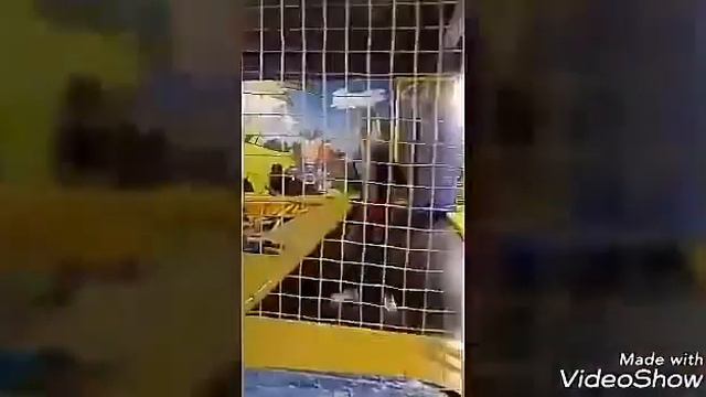 Моё первое видео 👍♥ смотреть онлайн