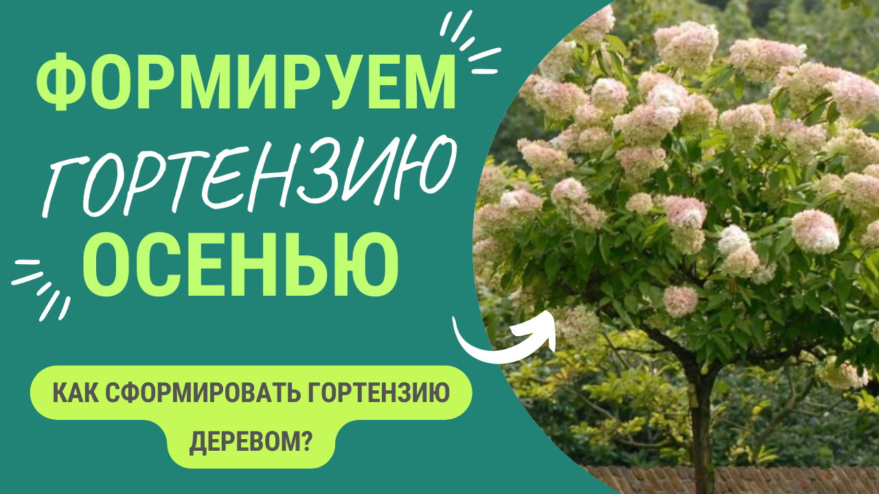 Как сформировать гортензию деревом? смотреть онлайн