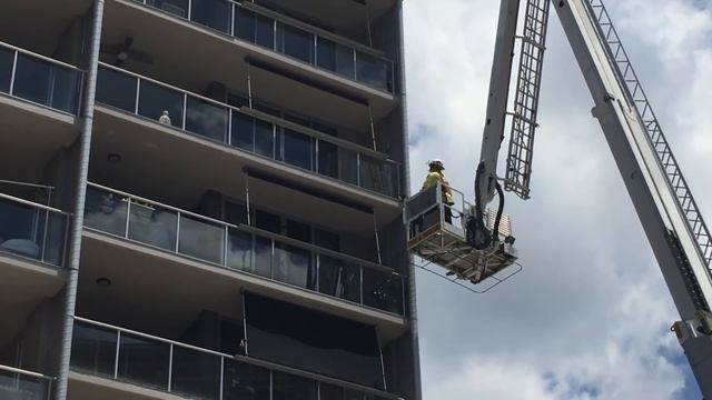 Cat stuck on balcony rescue - Fortitude Valley QFRS смотреть онлайн