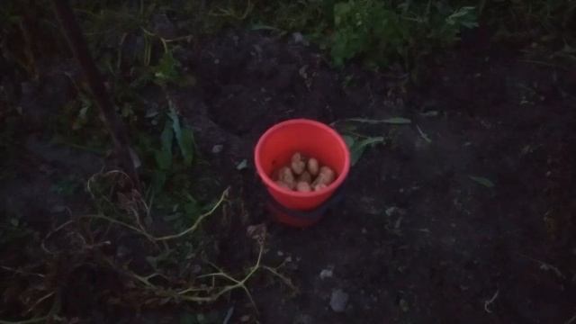 Сравнение сортов картофеля Гала, Лапоть, Королева Анна, Тулеевский, Беллароза смотреть онлайн