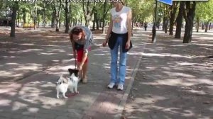 Что делать, если собака боится улицы, города и шумных мест? Работа над вниманием к хозяину