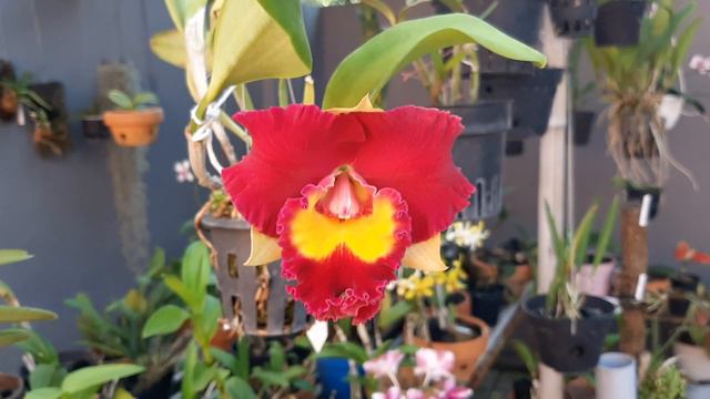 ANGGREK CATTLEYA BLC RUNGNAPHA FANCY смотреть онлайн
