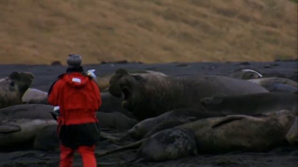 A Man Among Orcas - Wildlife Documentary