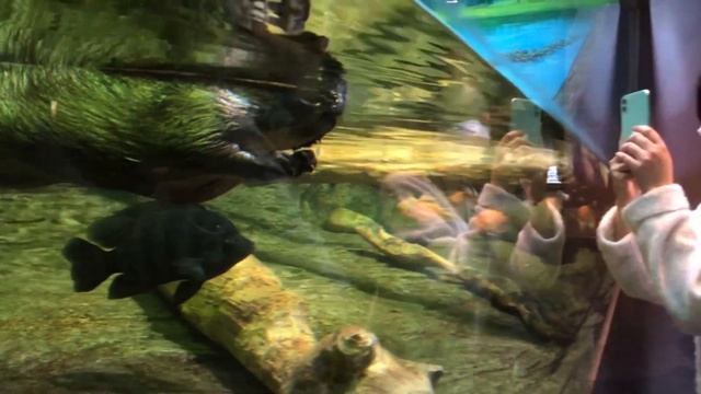 Most Biggest Aquarium In The Seoul (COEX Aquarium)