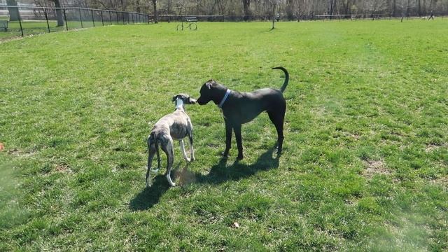 Daily Life of Whippets смотреть онлайн