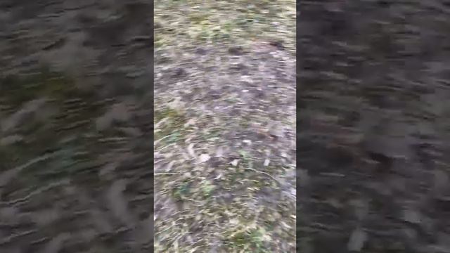 Хердер и ключи#в поисках приключений#голландская овчарка смотреть онлайн