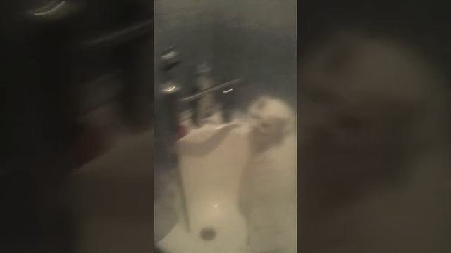 Мой котик пьёт водичку из под крана!!!!!