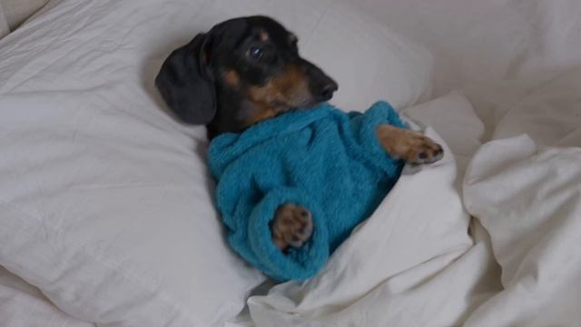 Noisy Neighbors: Can This Dachshund Find Peace? смотреть онлайн