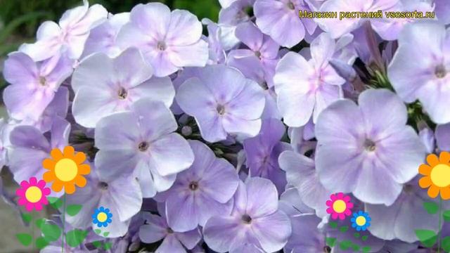 Флокс метельчатый Новинка. Краткий обзор, описание характеристик phlox paniculata Novinka смотреть онлайн