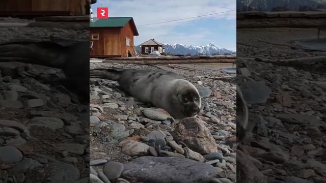 ? Любовь без стереотипов - спасенный на Байкале тюлень и собачка смотреть онлайн