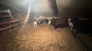 Диарея у родившихся ягнят