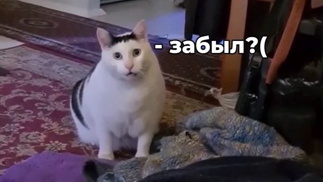 кот (не кликбейт) смотреть онлайн