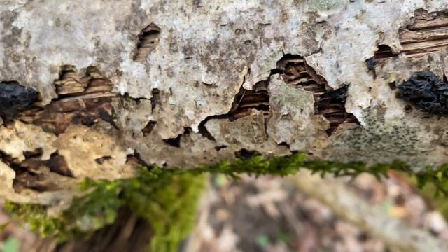 Exidia nigricans, March 2020 смотреть онлайн