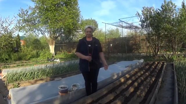 ЛУК красный. Правильная посадка весной . смотреть онлайн