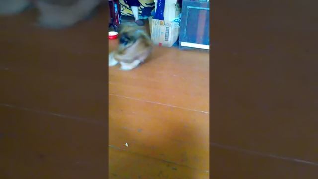 длинный хвост иногда мешает. смотреть онлайн