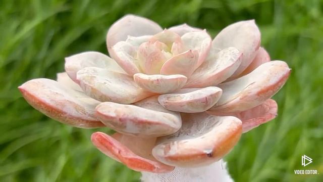 Echeveria Soul Mint