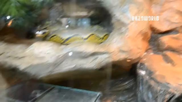 Зеленая ящерица и большой питон ! смотреть онлайн