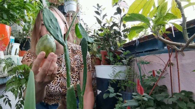Опунция выращиваем дома смотреть онлайн