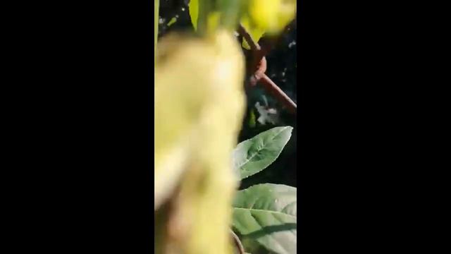 "Маракуйя Северная" уже обосновалась в Закарпатье. смотреть онлайн