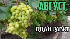 Август 2024. План работ на винограднике.