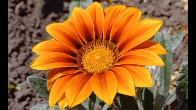 А Куприн Гранатовый браслет Часть 11 #проза#олюбви смотреть онлайн