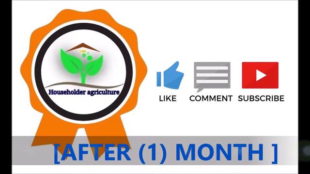 زراعة و تكاثر نبات العطر، العطره، العطرة ،العطرية، عطرشة، Pelargonium Graveolens