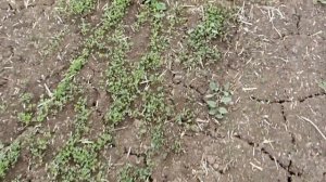 Всходы люцерны  28.04.2016