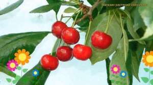 Вишнево-черешневый гибрид Кормилица. Краткий обзор, описание характеристик дюк Kormilitca