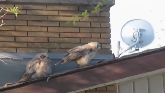Сова ушла по Английский)))) смотреть онлайн