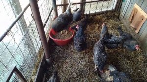 Мой курятник.Куры кроссы.Чешский Доминант Д-959.