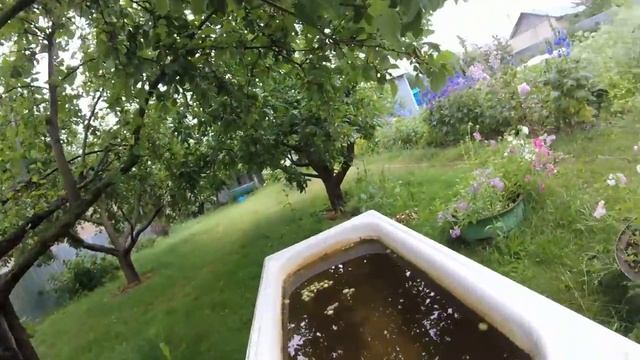 Почему яблони дают урожай через год. Ягоды черемухи. Подмосковный персик. Нет комарам на участке! смотреть онлайн