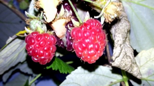 Малина смотреть онлайн