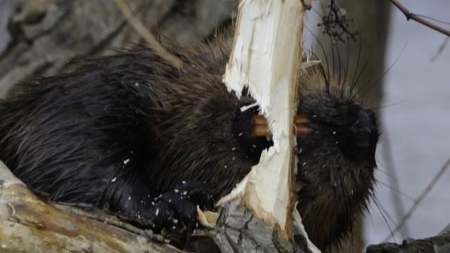 10 фактов о бобрах смотреть онлайн