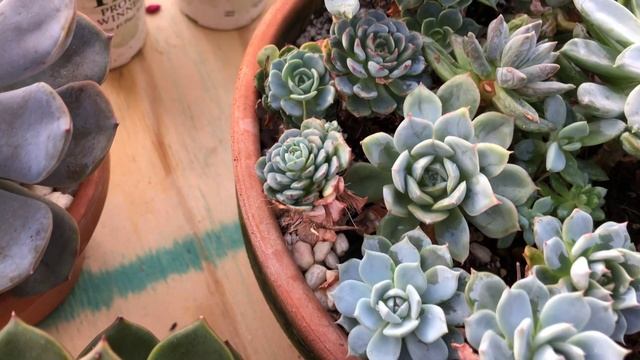 Echeveria Gibbiflora Hybrids: Update Dec. 2018 смотреть онлайн