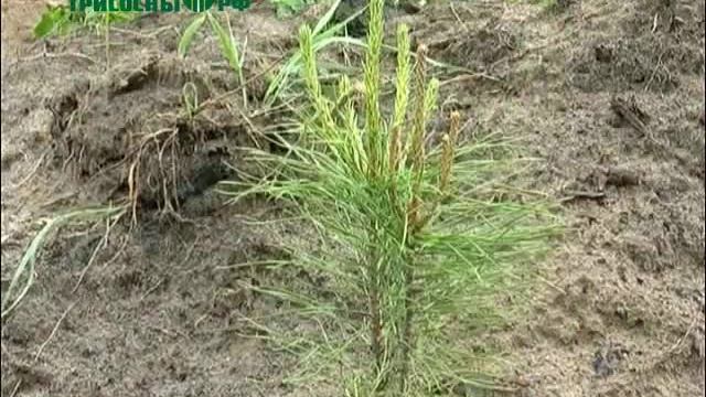 15 сентября в России отмечается День леса смотреть онлайн