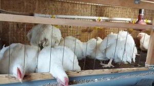 Бройлеры. Ошибки при покупке цыплят. Где купить хороших бройлерных цыплят. Для новичков.