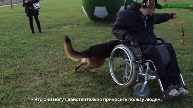 Собака-помощник: как собаки могут помогать инвалидам смотреть онлайн