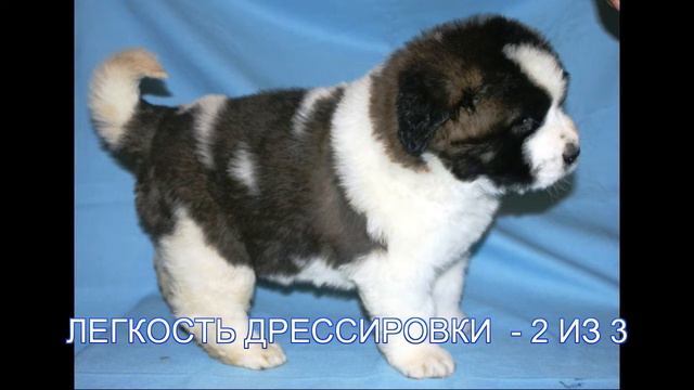 СЕНБЕРНАР смотреть онлайн