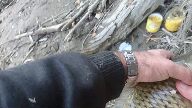 Arka Arkaya Balık Avı,Şamandıralı Olta Ile Sazan Avı,mısır Ile Balık Avı,sazan Nasıl Tutulur #12