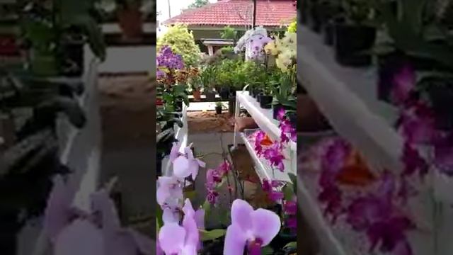 Orchid Life Horticulture Nursery