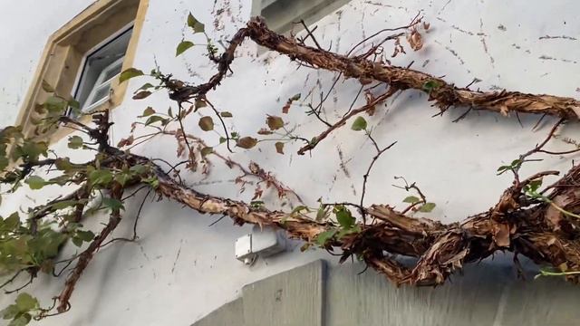 Почему спилили гортензию черешковую?! 😳 24.09.23. смотреть онлайн